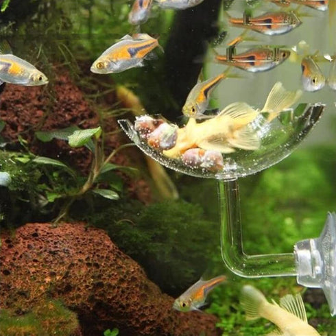 Bilindasly Acrylic Shrimp Feeding Dish Floral Shrimp Bowl Aquarium Transparent Feeder Container with Suction Cup for Aquarium Fish Tank...