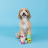 Fringe Studio Dog Toy Set, Best-Teas, 2Pc Mini, Latex, Pet Shop Collection (368012)...