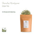 Kukicha Japanese Green Tea - Karigane Twig Tea From Japan - Carefully Blended With Sencha - Grade Karigane - Kukicha Tea Sencha Tea Karigane Green...