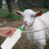 1 Set Lamb Feeding Bottle Lamb Feeding Tools Goat Feeding Bottle Pig Feeding Bottle Calves Bottle Sheep Milk Feeder Lamb Kids Bottle Goat Milk Bot...