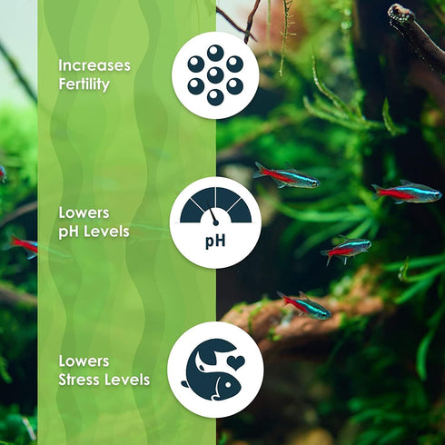 SunGrow 100 pcs Catappa Indian Almond Leaves for Betta Fish Tank Aquarium, 2” Water Conditioner Leaves, Leaf Also Suitable for Shrimp, Goldfish, G...