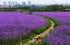 Verbena Herb Seed 5000 Seeds Verbena Officinalis Herba Verbenae Seed 2g...