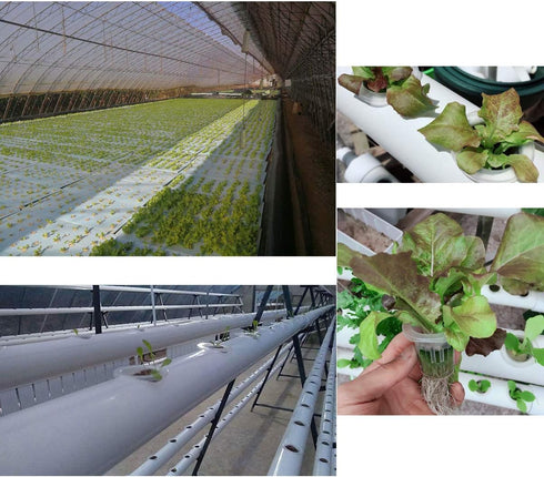 100Pcs Hydroponic Sponge Hydroponic Seeds Planting Gardening Tool Sponges Moisturized Soilless Vegetables Cultivation Gardening Tools for Greenhou...