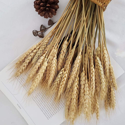 Wheat Stalks, 100Pcs Natural Ear of Wheat Grain Flowers for Home Dining Table Arrangement Flower Art Wedding Decoration...