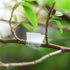 uxcell PE Grafting Clips 2.5mm for Garden Trellis Greenhouse Clear 50pcs...