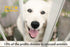 Dog Toothbrush Set of 3 – Dual Headed Dental Hygiene Brushes for Small to Large Dogs, Cats...