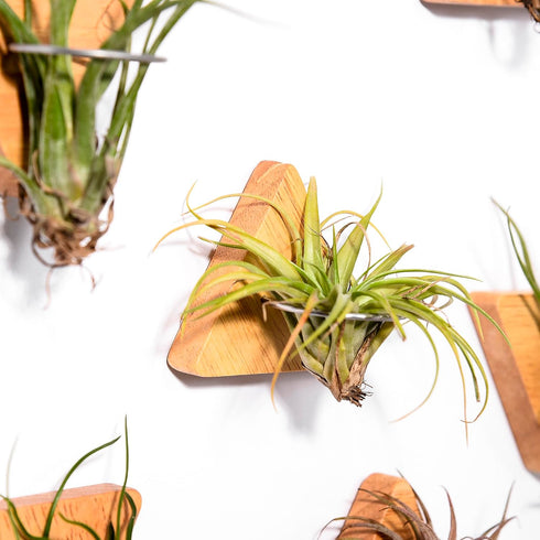 MITIME Air Plants Holders-Real Wood Live Air Plant Holders.Rustic Air Plant Stand,Wall-mounted to save space.(Plants not included)( Triangle Set o...