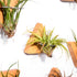 MITIME Air Plants Holders-Real Wood Live Air Plant Holders.Rustic Air Plant Stand,Wall-mounted to save space.(Plants not included)( Triangle Set o...