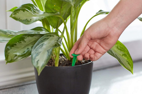 Miracle-Gro Indoor Plant Food Spikes, Includes 48 Spikes - Continuous Feeding for all Flowering and Foliage Houseplants - NPK 6-12-6...