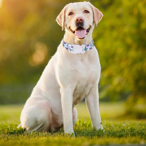 Floral Print Puppy Dog Collar for Small Medium Large Dogs Collars with Quick Release Buckle for Girls Female Dog Soft Nylon Comfortable Durable Pe...