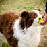 Dog Ball Toy, Jingle Bell Inside for Gift, Rubber Squeaky Toy, Interactive Smart Ball with Holes, Ideal for Puppies, Small, Medium and Blind Dogs,...