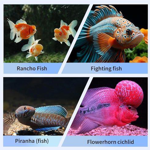 Fighting Fish Training Mirror, Double-Sided Fish Fighting Mirror, Fighting Fish Toys with Suction Cups, Used for Training Fighting Fish, Brontosau...