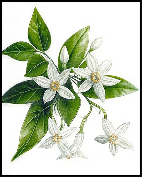 Posterizer 1 pcs-delicate art of white blossoms and lush green foliage 1-Floral & Botanical Art Gift for Men Women Entrepreneur Teens Decor for ...