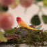 AUEAR, 4 Pack Bird Decorative Figurines Mini Fake Parrot Ornaments Simulated Parakeet Model for Home Garden Decoration...