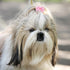 100 Pieces Dog Bows Cute Dog Puppy Hair Bows Multicolor Girl Dog Accessories Small Dog Hair Bows Bowknot Puppy Bows with Strong Rubber Bands and R...