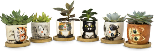 Window Garden – 2.75” Bamboo Saucers – for 6-Pack Small Kitty Pots, Succulent Owl Indoor Planters, Set of 6 Saucers. Keep Surfaces from Getting We...