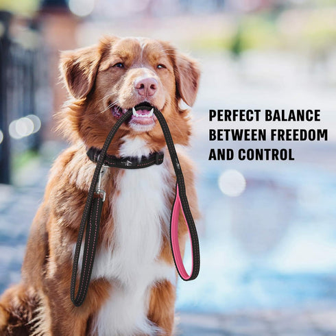 Active Pets Strong Dog Leash with Padded Handle, 4 Sizes from Puppy Leash to 6ft Dog Leash for Large Dogs, Dog Leash 6ft-4ft Long, Comfortable 6ft...