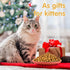 4 Pcs Whisker Fatigue Relief Cat Bowl Shallow Cat Food Dish 6 Inch Cat Wet Feeding Bowls Wide and Short Legged Cat and Small Pet Plate for Kittens...