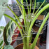 Turtle Shell Bamboo Clamp Set, Reusable Clear Plastic Plant Stem Support Holder, Plant Retaining Support for Outdoor and Indoor Plants, Including ...