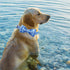 Elegant little tail Dog Collar, Blue Plaid Dog Collar Bow Boy Pet Collar with Metal Buckle Pet Dog Bows Soft Adjustable Dog Collar for Small Dogs...