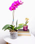 rePotme Orchid Pot - 6 inch Slotted Clear Orchid Pots - 3 Pack (Crystal Clear)...