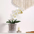 TRUEDAYS 4 Pack Orchid Pot with Saucers, 6 Inch Clear Orchid Pots with Holes, Plastic Planter with Trays, Breathable Slotted Orchids Planters for ...
