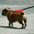 Funny Dog Leash Sleeve Nervous Do Not Pet Dog Leash Wrap Wrap Alert Hanging ID Patch Tag Pet Birthday Gift(Do Not Pet-Sleeve)...