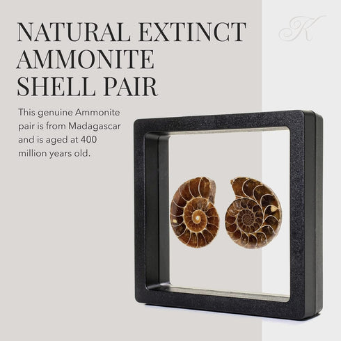 KALIFANO Extinct Natural Polished Ammonite Shell Pair Fossil Stone - Mineral from Madagascar with Feng Shui Healing Properties Thought to Bring We...