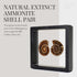 KALIFANO Extinct Natural Polished Ammonite Shell Pair Fossil Stone - Mineral from Madagascar with Feng Shui Healing Properties Thought to Bring We...