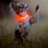 Light Up Dog Collars - Rechargeable LED Dog Collar, Reflective Puppy Collar Dog Lights for Small Breeds Dogs Or Cats (Orange, XS (8.5-11.8inch / 2...