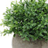 Velener Mini Sage Green Potted Boxwood Topiary Artificial Plants for Home Decor Indoor, Farmhouse House Plant Office Small Desk Shelf Apartment Co...