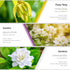 Essential Oils Set, ESSLUX Floral Essential Oils for Diffuser, Massage & Candle Making, Natural & Long-Lasting Scents - Rose, Jasmine, Gardenia, Y...