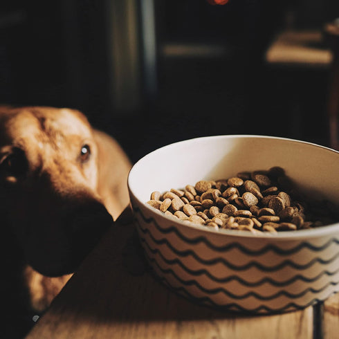 Beco Classic Printed Bamboo Dog Food & Water Bowl,Nature Inspired Ocean Waves, Small...