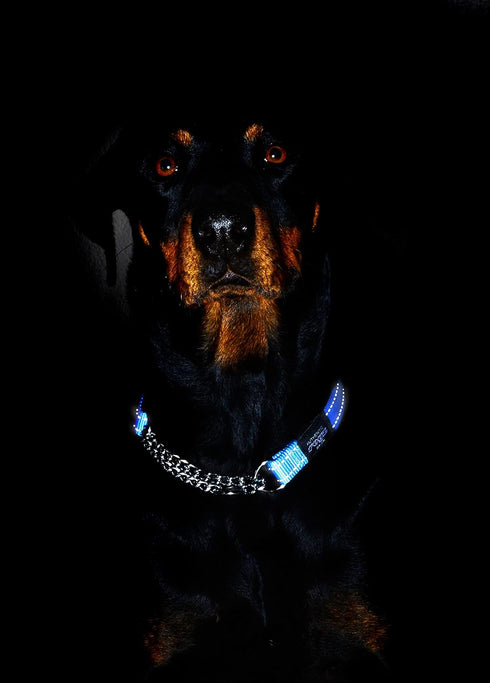 Reflective Nylon Choke Collar; Slip Show Obedience Training Gentle Choker for Extra Large Dogs, Purple...
