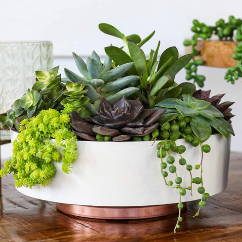 The HC Companies 8 Inch Round Capri Succulent Pot - Decorative Indoor Plastic Planter with Drainage, Vanilla Bisque...