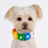 2PCS Dog Cat Collar Rainbow Hairball Flower Velcro Pet Necklace Cute Neck Strap for Pet Costume Supplies...