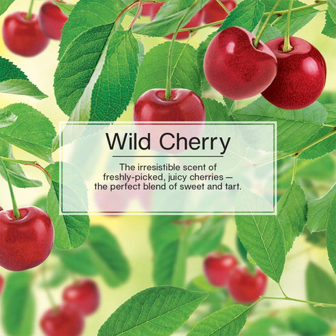 LITTLE TREES Air Fresheners Car Air Freshener. Hanging Tree Provides Long Lasting Scent for Auto or Home. Wild Cherry, 24 Air Fresheners...