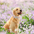 Elegant little tail Dog Collar, Dog Collar with Bowtie, Spring Flower Cute Pink Pet Collar Bow Dog Collars Gift Adjustable Dog Collar for X-Small ...