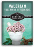 Valerian Seeds for Planting - 1 Packet with Instructions to Plant and Grow Medicinal Herb Valeriana Officinalis in Your Home Herb Garden - Non-GMO...