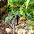 30 PCS drip Irrigation Launcher, 360 Degree Adjustable, with Stakes, Suitable for 1/4 inch drip Irrigation System, Garden, Greenhouse, Lawn, Flowe...