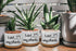 Funny Ceramic Succulent Cactus Planter Pot - I Wet My Plants White Mini Cactus Plant Office Garden Home Decor for Teacher, Mom, Grandma, Plant Lov...