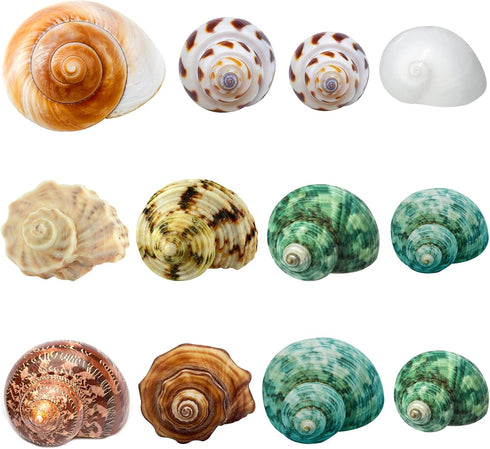Hermit Crab Shells Medium and Large - 12PCS Growth Turbo Seashells Size 1.4"-3.2" for Small Medium and Large Crabs - Saltwater Hermit Crab Supplie...