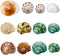 Hermit Crab Shells Medium and Large - 12PCS Growth Turbo Seashells Size 1.4"-3.2" for Small Medium and Large Crabs - Saltwater Hermit Crab Supplie...