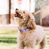 QQPETS Adjustable Soft Dog Collar: Print Flower Pink Multicolor Cute Patterns for XS Small Medium Large Pet Girl Boy Puppy Walking Running Trainin...