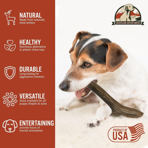 Heartland Deer Antlers for Dogs - Grade A, Naturally Shed Antlers | Dog Bones for Aggressive Chewers & Teething Puppies | Chew Toy for all Breeds ...