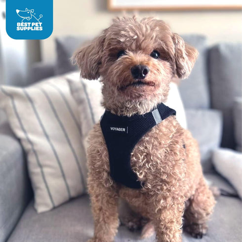 Voyager Step-in Air Dog Harness - All Weather Mesh Step in Vest Harness for Small and Medium Dogs and Cats by Best Pet Supplies - Harness (Black),...