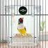 PINVNBY Bird Bath Box,Parrot No-Leakage Bathtub for Cage Hanging Tube Shower Box Cage Accessory with Water Injector and Balls Toys for Small Pet B...