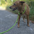 7Ft Slip Lead Dog Leash for Small Dogs, No Pull Small Puppy Pet Training Leash, Lightweight Nylon Rope Leash Green...