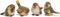 RAZ Imports Striped Wing Bird 2.5 x 2.25 inch Resin Decorative Tabletop Figurine Set of 4, Sage Green...