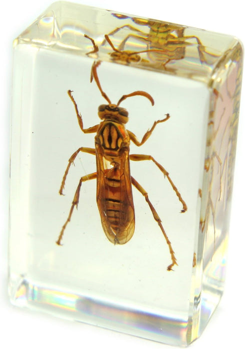 REALBUG Wasp Paperweight (1.8x1.1x0.8)...